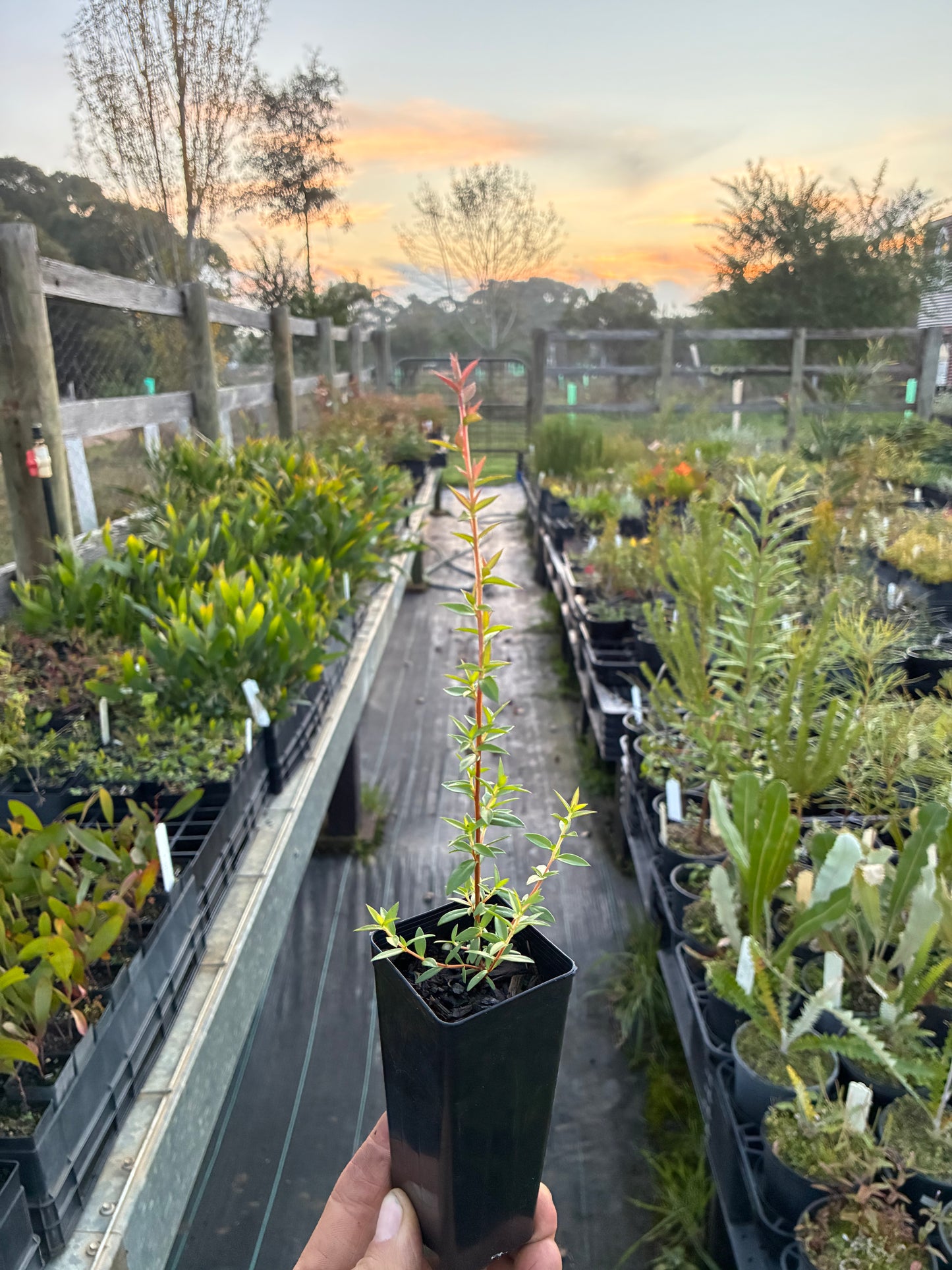 Leptospernum scoparium - Manuka Tubestock | Native Tree Seedling