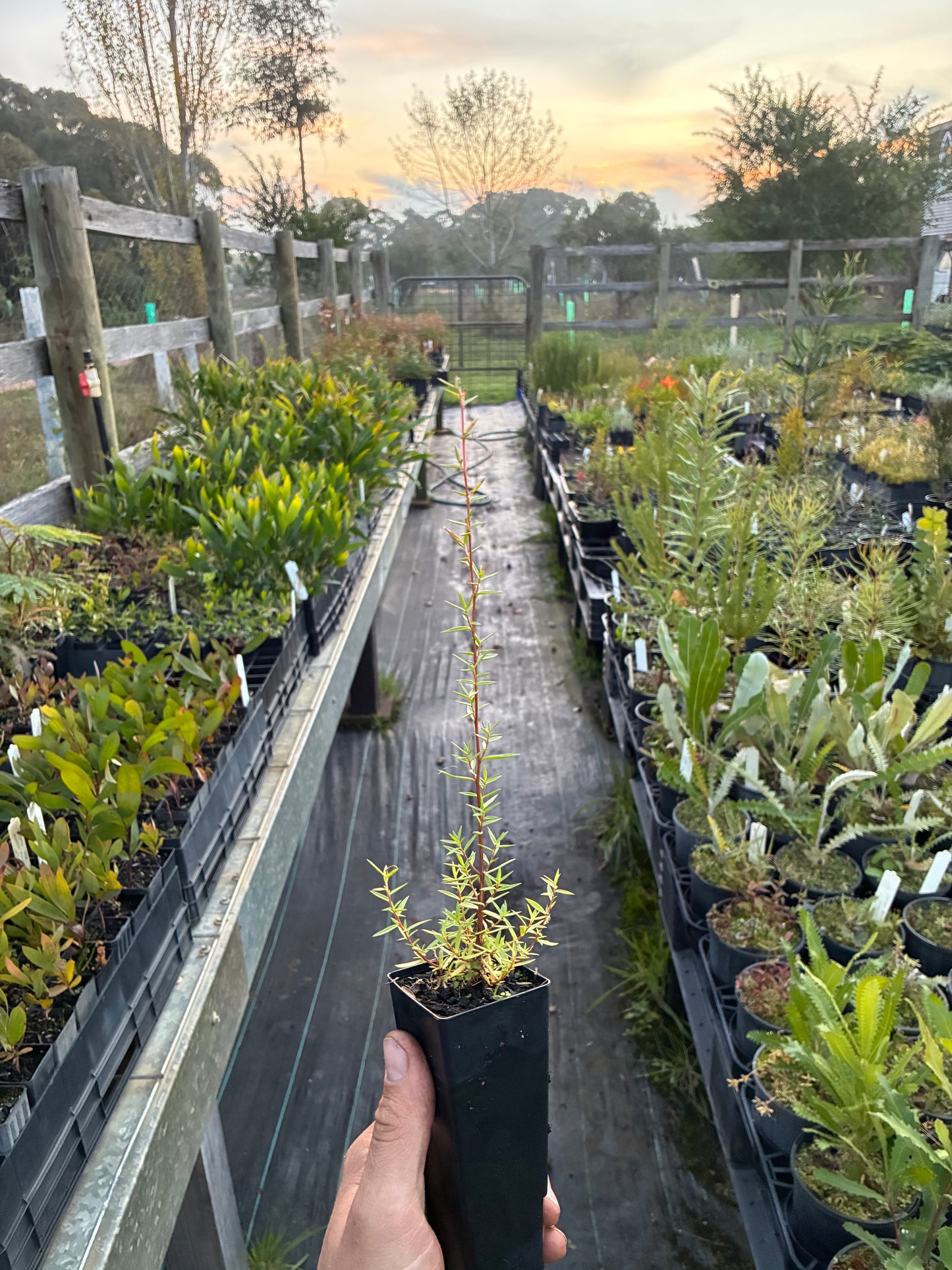 Leptospermum continentale - Prickly Tea Tree Tubestock | Native Tree Seedling