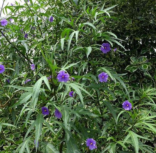 Solanum aviculare - Kangaroo Apple Tubestock | Native