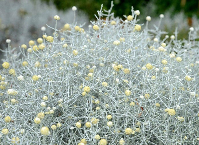 Leucophyta brownie - Cushion Bush | Native Seedling