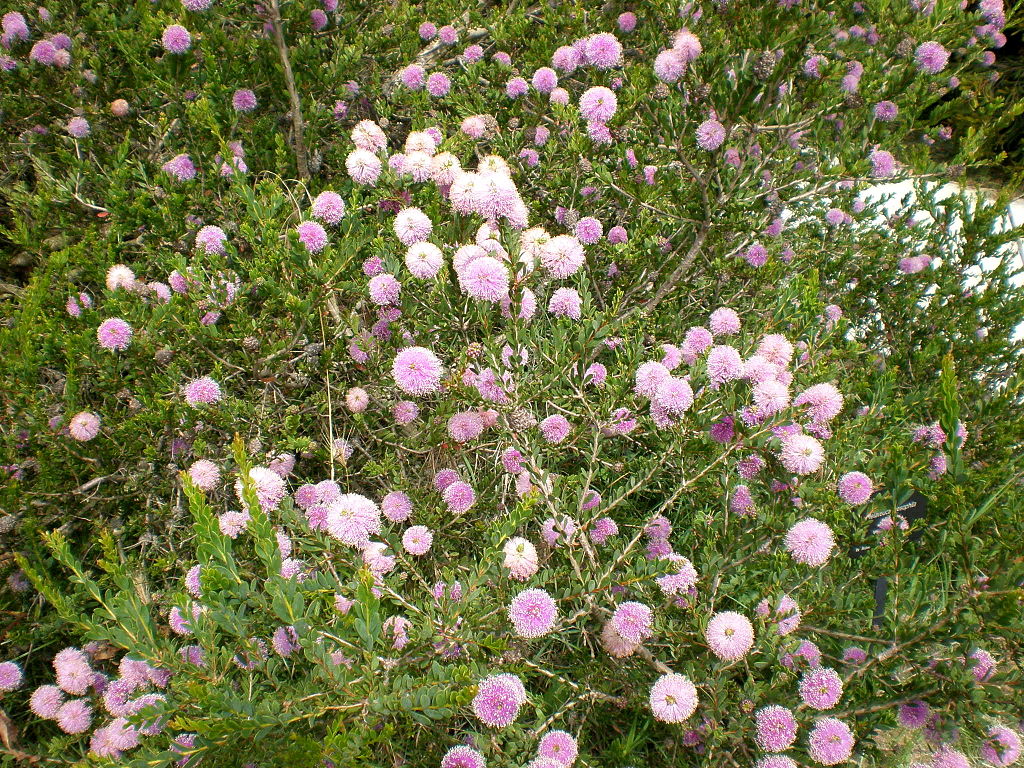 Melaleuca nesophila - Honey Mrytle Tubestock | Native Tree Seedling