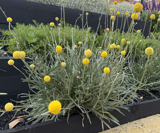 Craspedia globosa/Pycnosorus globosus - Billy Buttons Tubestock | Native Tree Seedling