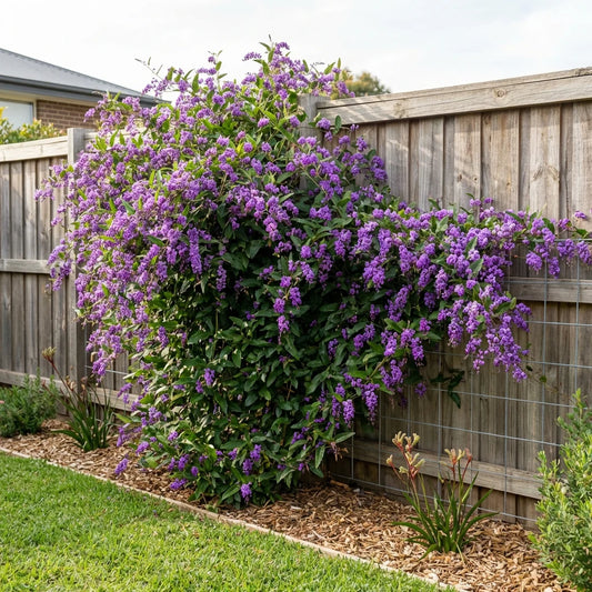 Hardenbergia violacea - Native Sarsaparilla Tubestock | Native Seedling
