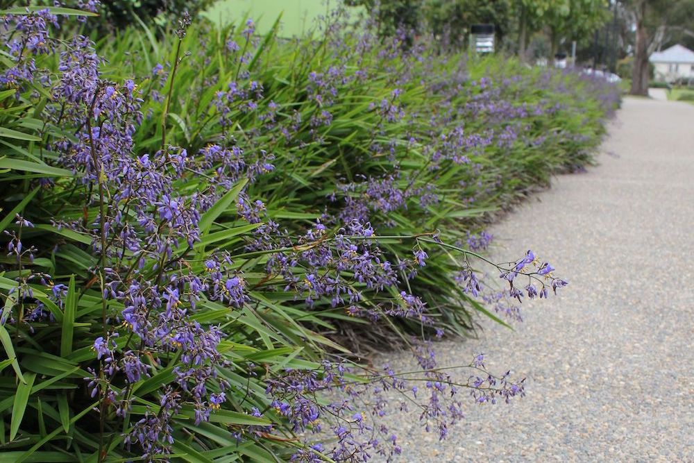 Dianella brevicaulis - Coast Flax Lily Tubestock | Native Shrub Seedling