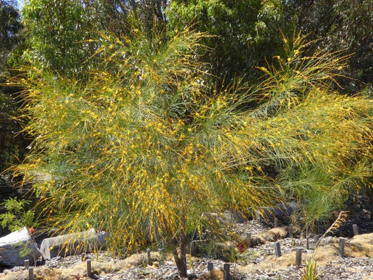 Viminaria juncea - Golden Spray Tubestock | Native Tree Seedling