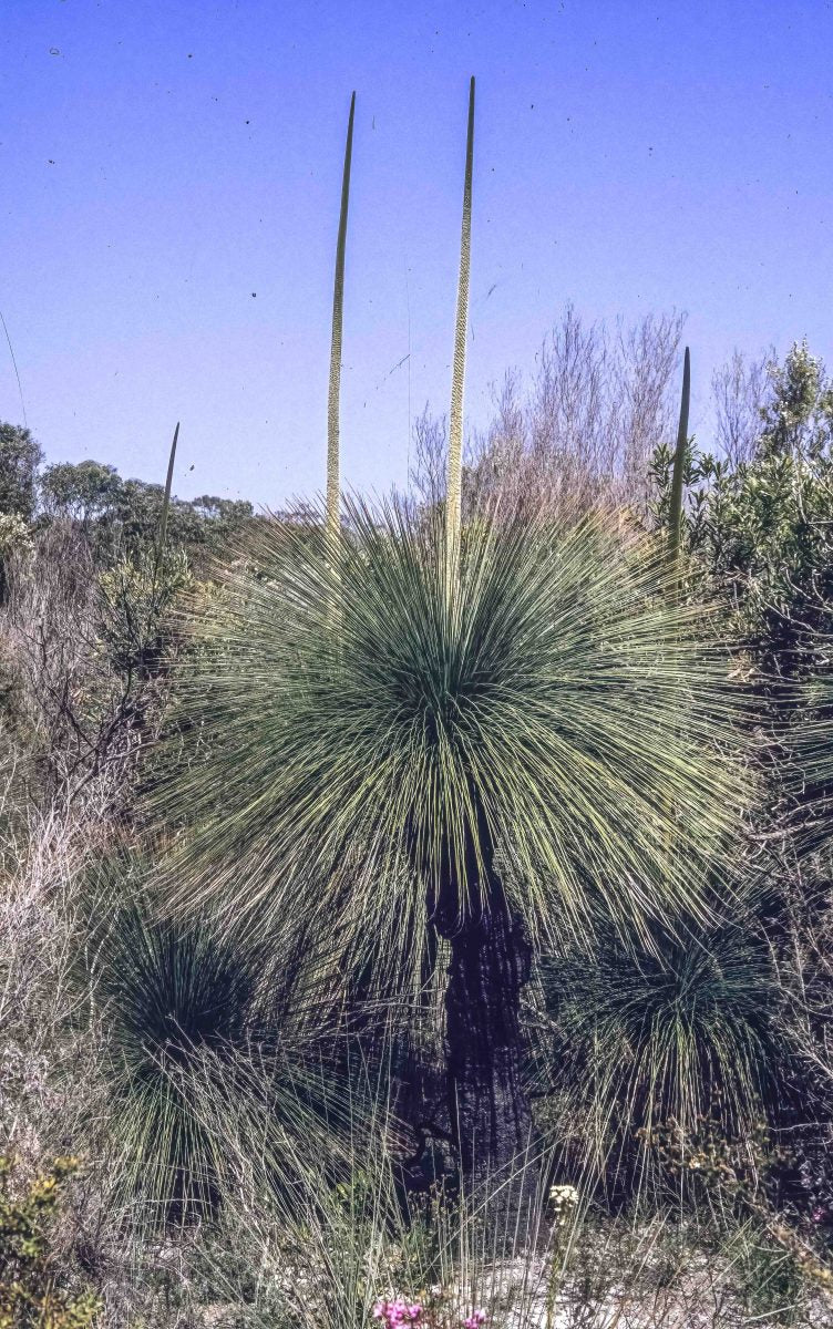 Xanthorrhoea australis - Southern Grass Tree | Native Plant 1.5L Pot