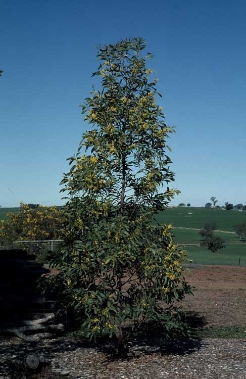 Acacia falciformis - Hickory Wattle Tubestock | Native Tree Seedling