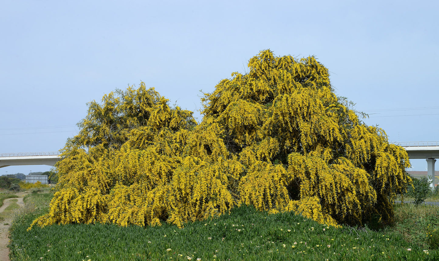 Acacia Saligna - Golden Wreath Wattle/Cujong