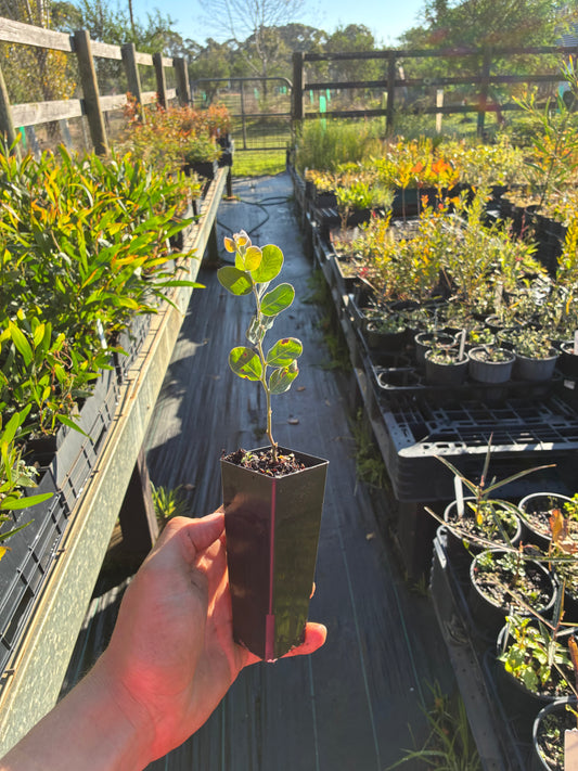 Acacia podalyriifolia - Queensland Silver Wattle Tubestock | Native Tree Seedling