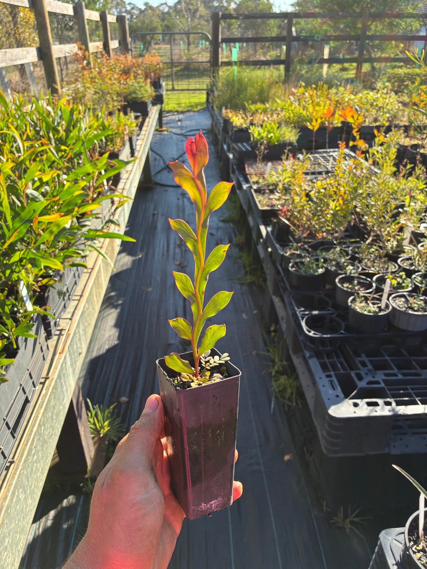 Acacia glaucoptera - Clay Wattle Tubestock | Native Tree Seedling