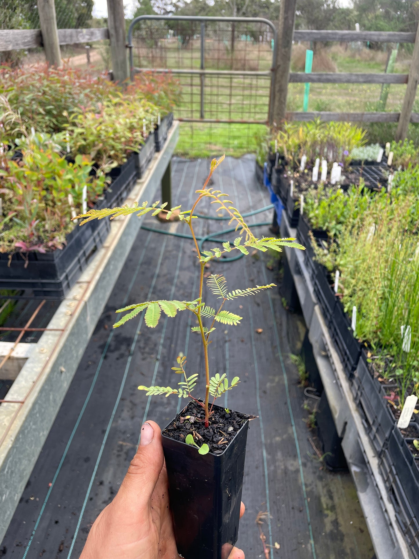 Acacia Dealbata - Silver wattle