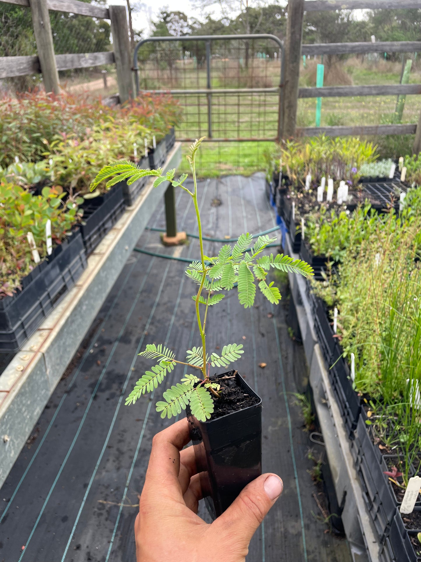 Acacia Mearnsii - Black Wattle