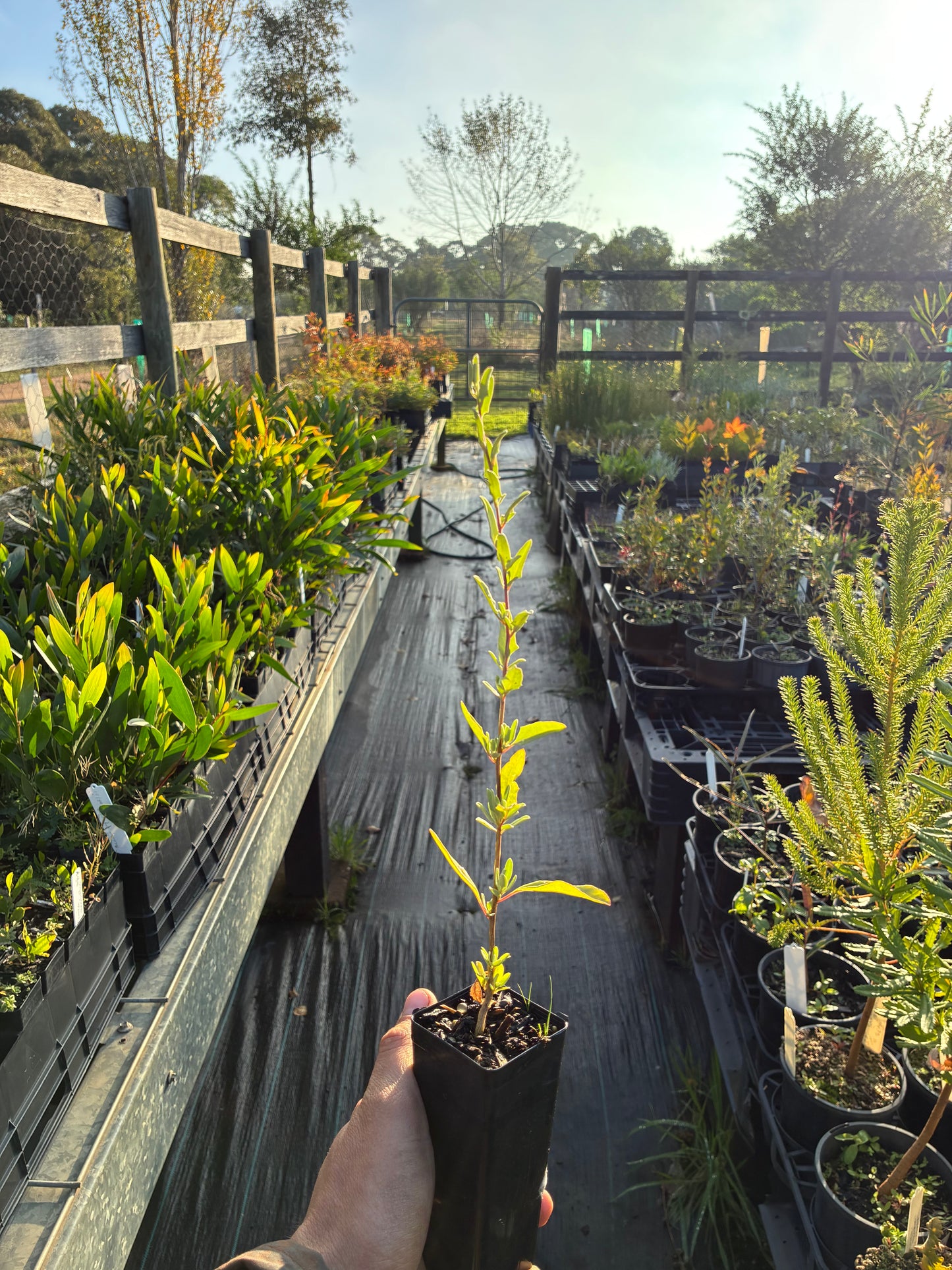 Atriplex amnicola - River Saltbush Tubestock | Native Tree Seedling