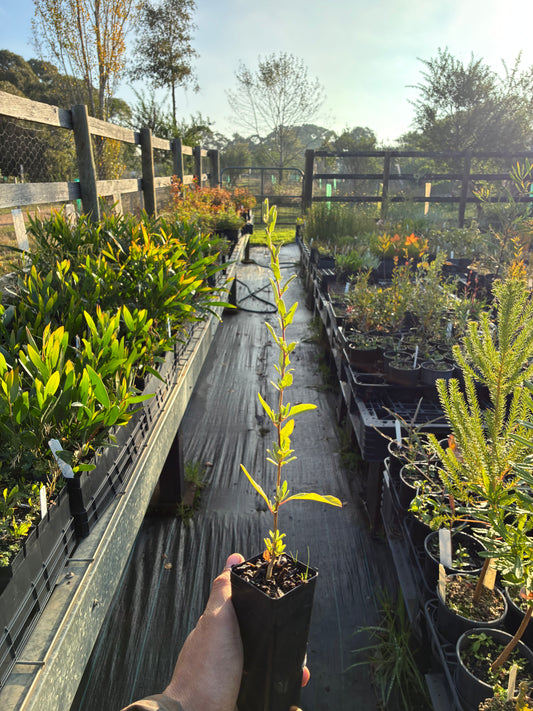 Atriplex amnicola - River Saltbush Tubestock | Native Tree Seedling