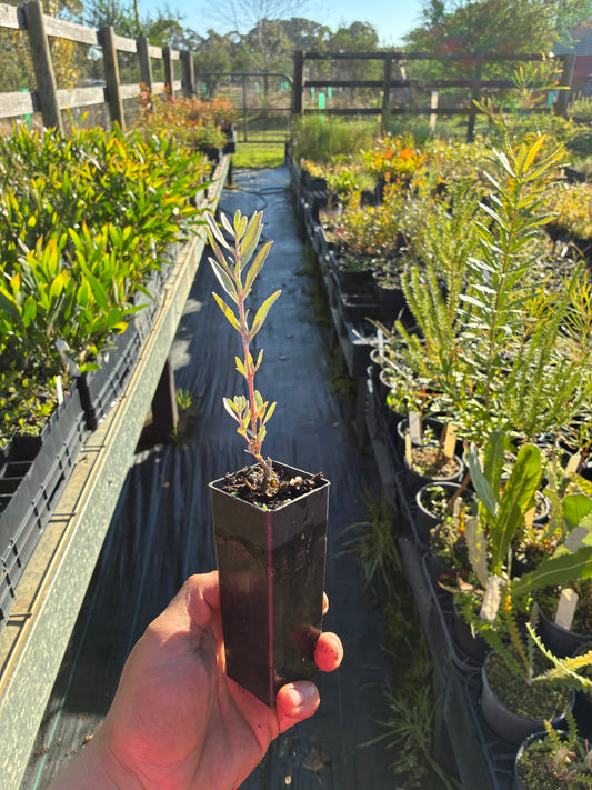 Atriplex cinerea - Coastal Saltbush Tubestock | Native Tree Seedling