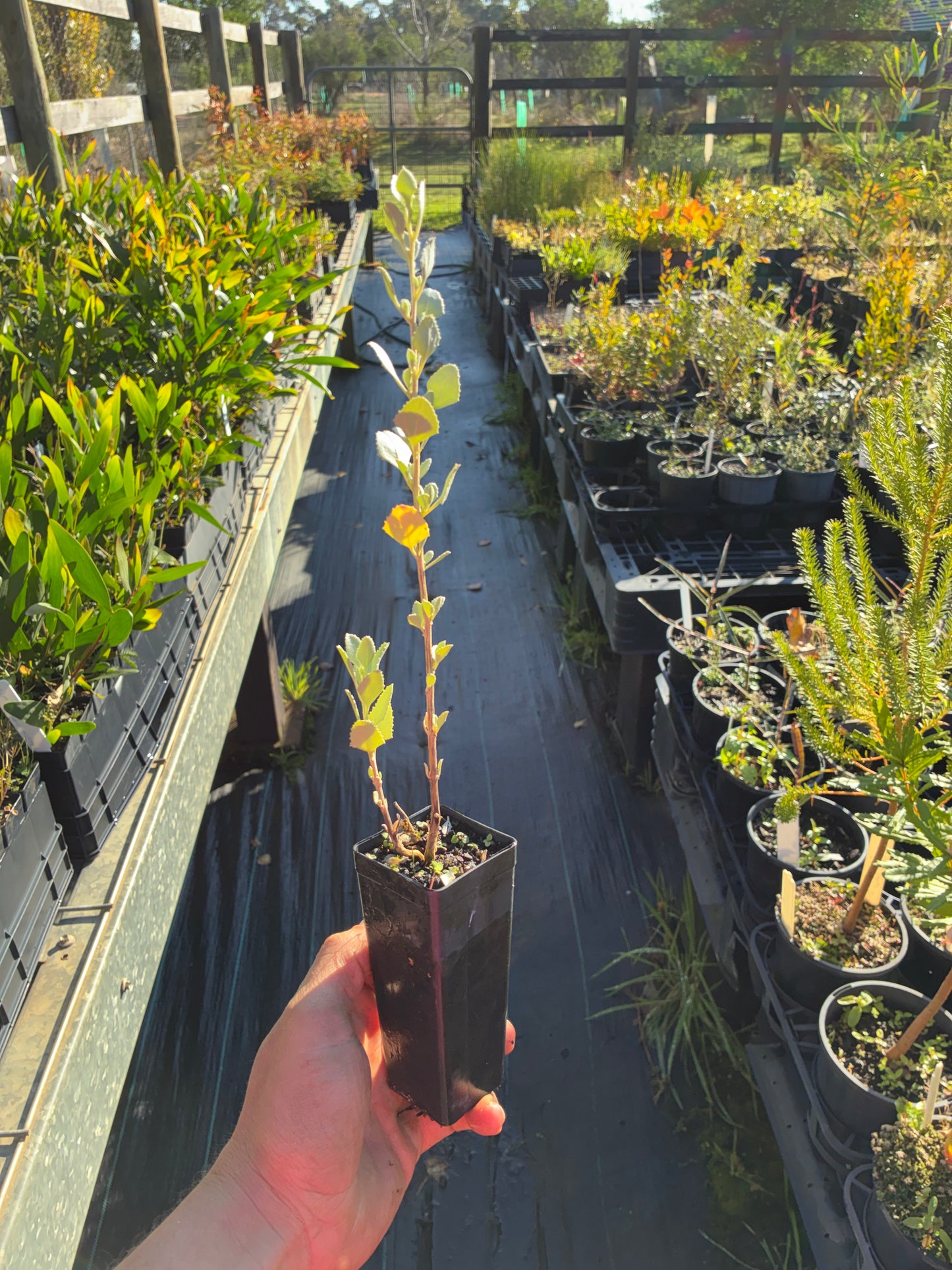 Atriplex nummularia - Old Man Saltbush Tubestock | Native Tree Seedling