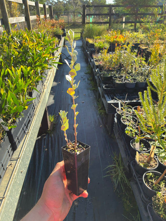 Atriplex nummularia - Old Man Saltbush Tubestock | Native Tree Seedling