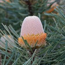 Banksia Hookeriana - Acorn Banksia | Native Tree 1.5 Litre Pot