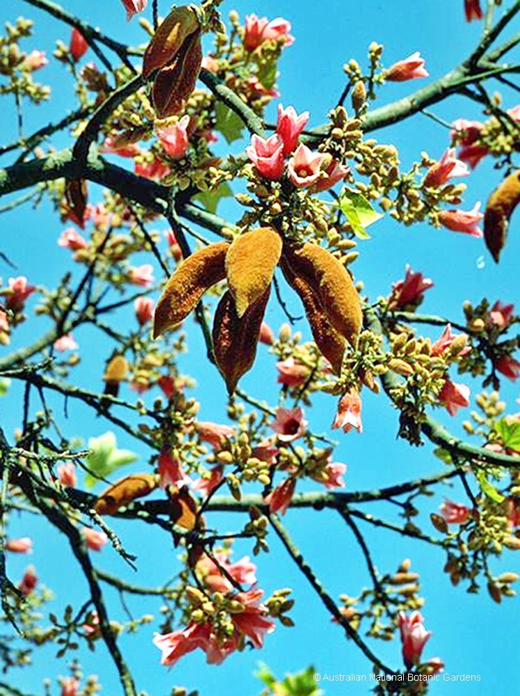 Brachychiton discolor - Lacebark Tubestock | Native Tree Seedling
