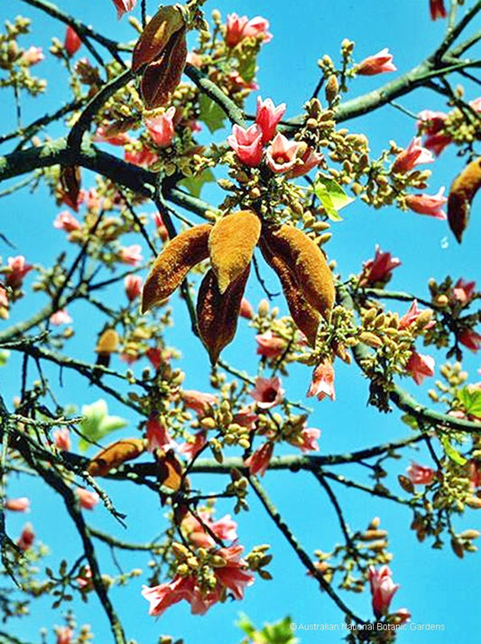Brachychiton discolor - Lacebark Tubestock | Native Tree Seedling