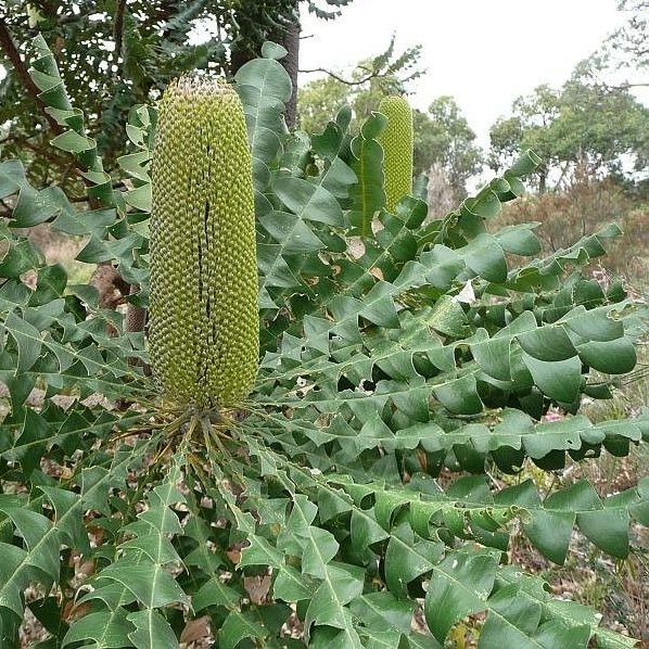 Banksia Grandis - Bull Banksia | Native Tree 1.5 Litre Pot