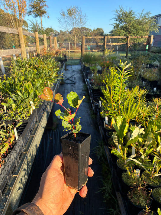 Ceratonia siliqua - Carob Tubestock | Tree Seedling