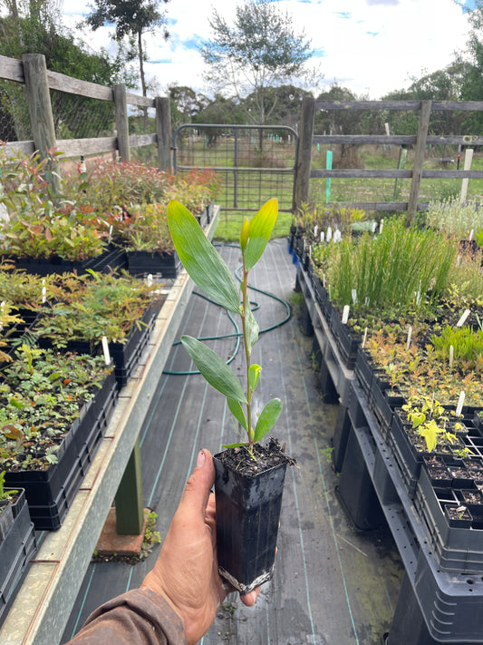 Acacia Sophorae - Coastal Wattle Tubestock | Native Tree Seedling