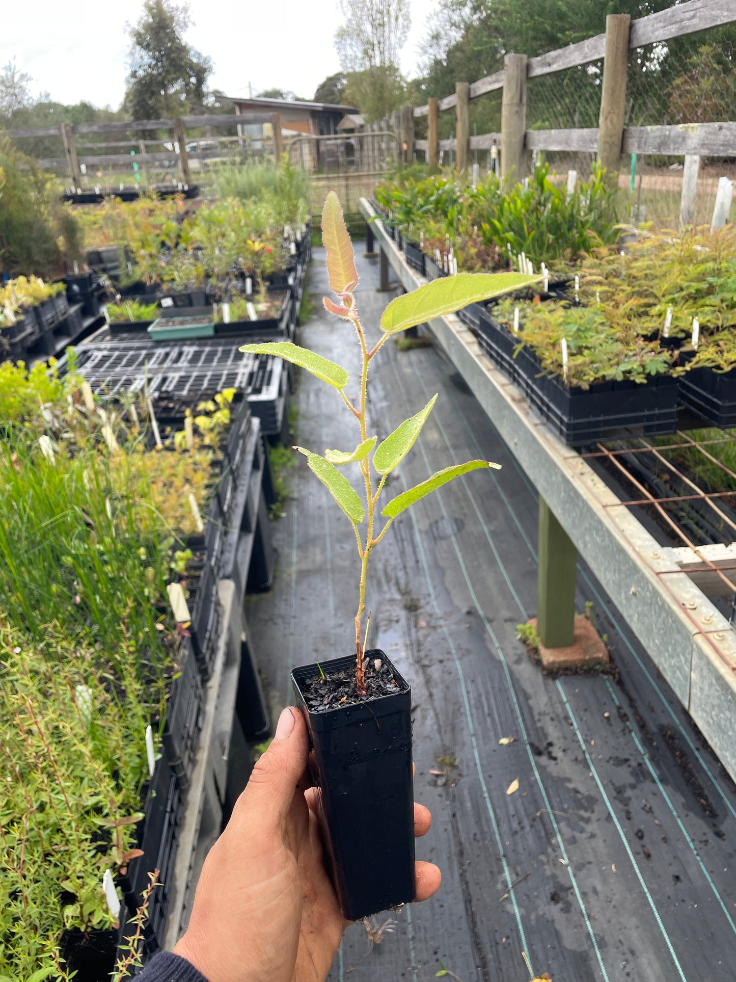 Corymbia Citridora - Lemon Scented Gum