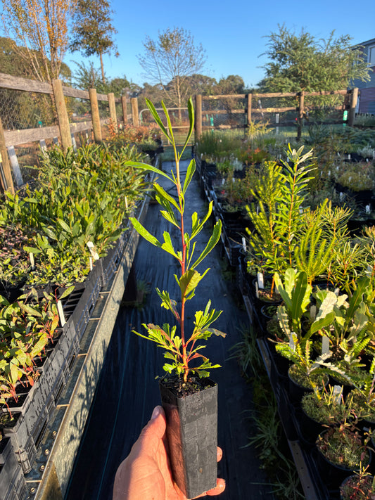 Dodonaea viscosa - Sticky Hop Bush Tubestock | Native Tree Seedling