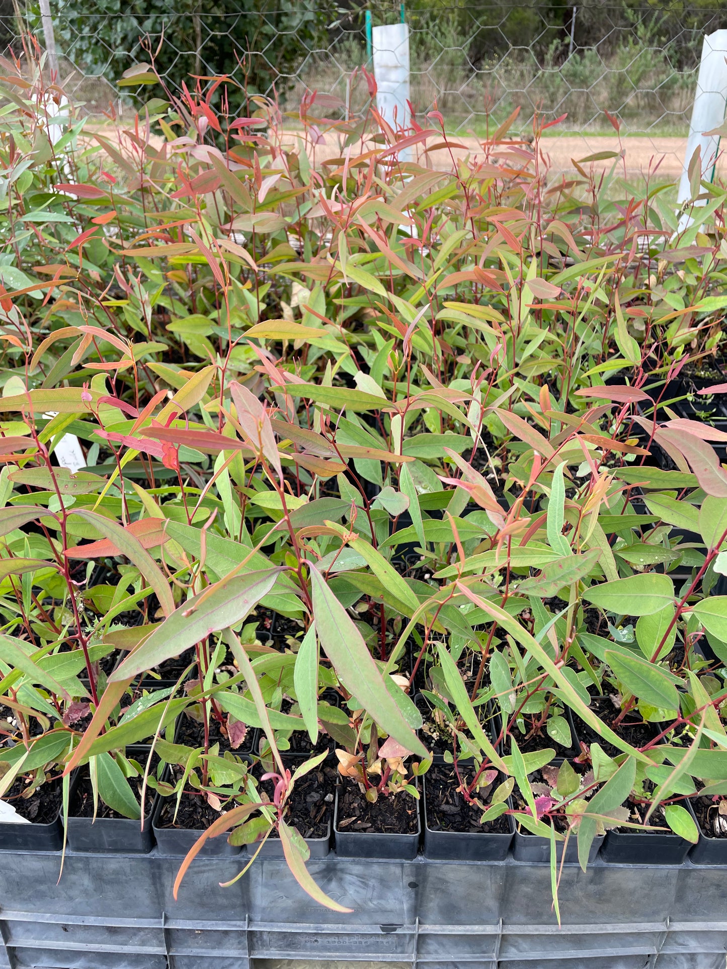 Eucalyptus Tricarpa - Red Ironbark