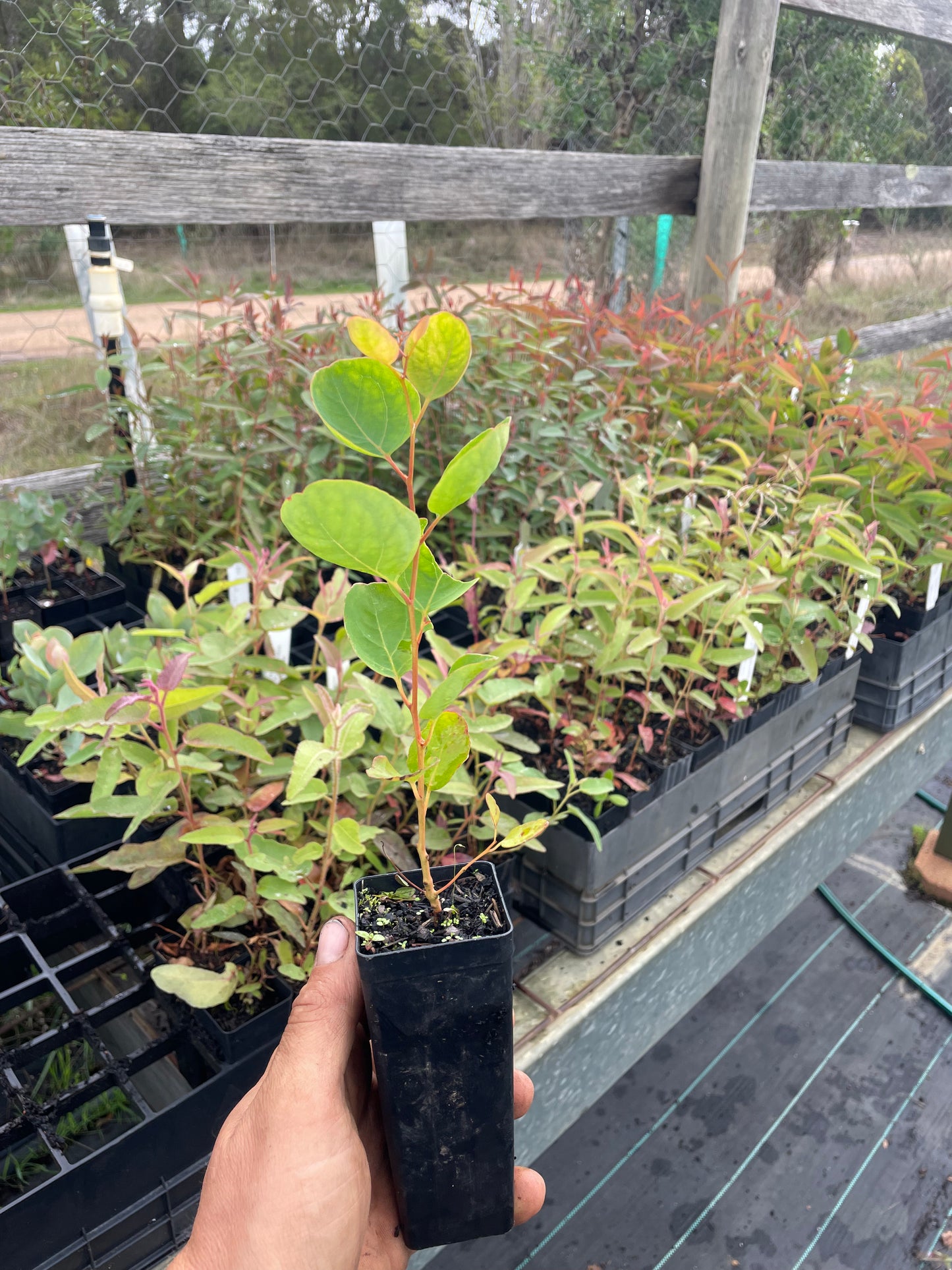 Eucalyptus cladocalyx - Sugar Gum Tubestock | Native Tree Seedling