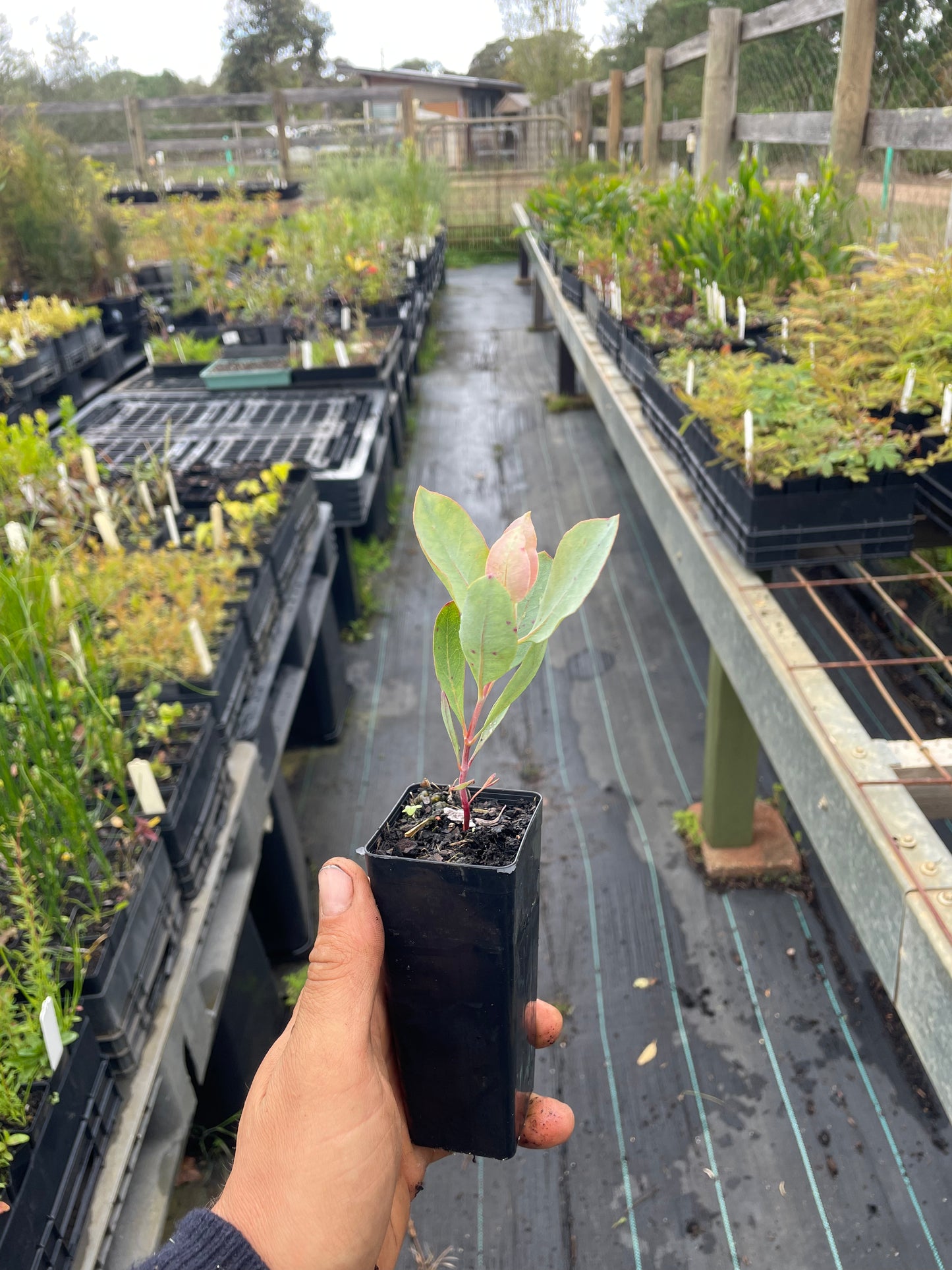 Eucalyptus Macrocarpa - Rose of the West/Mottelcah