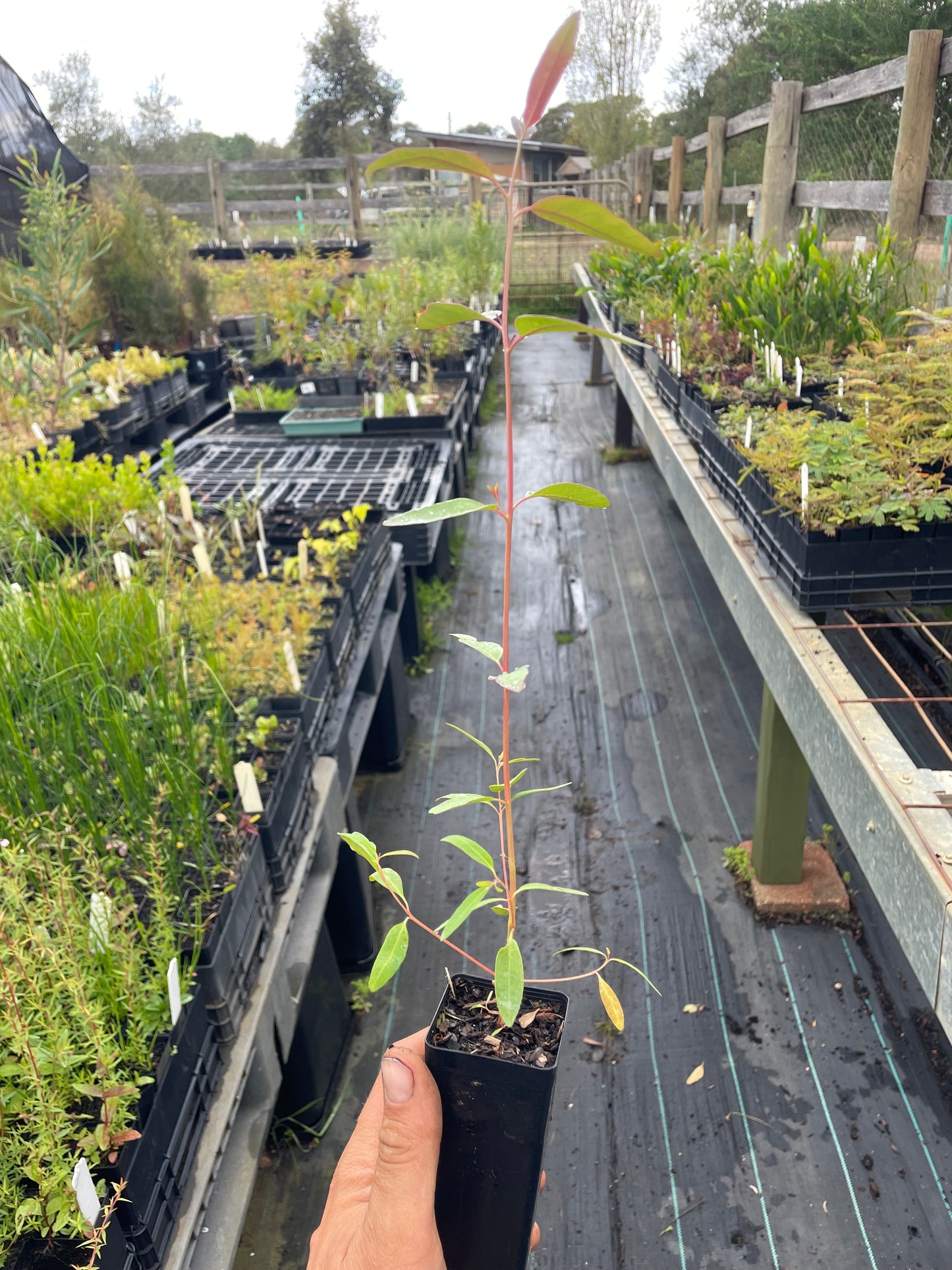 Eucalyptus Saligna - Sydney Blue Gum Tubestock | Native Tree Seedling