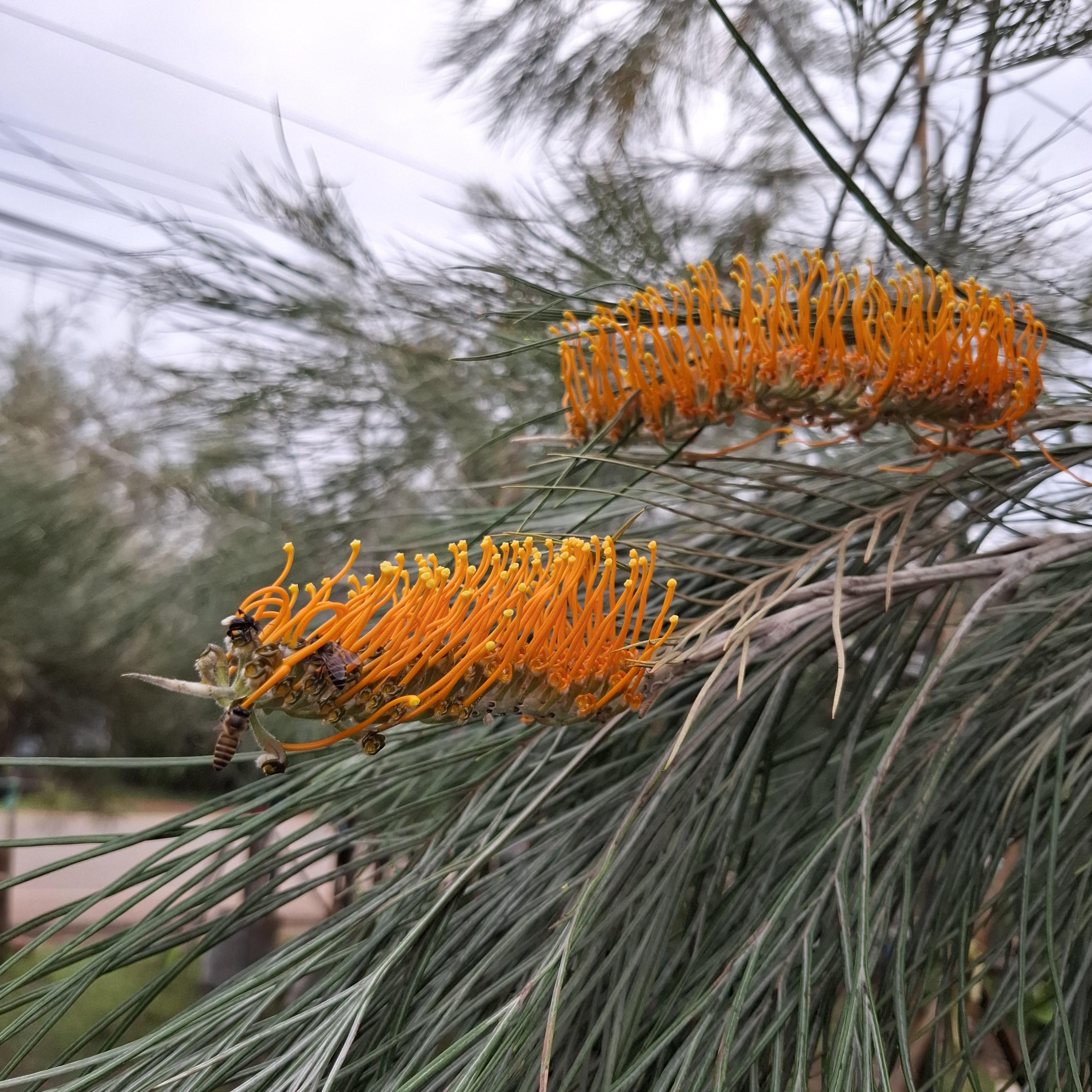 Grevillea pteridifolia - Golden Grevillea | Native Tree Seedling ...