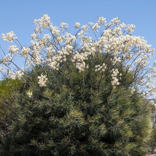 Grevillea leucopteris - White Plumed Grevillea | Native Tree Seedling