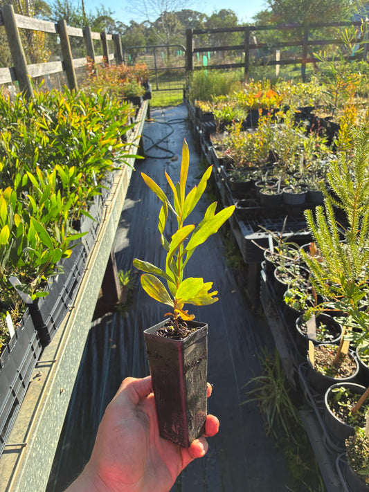 Hakea bucculenta - Red Pokers Tubestock | Native Tree Seedling