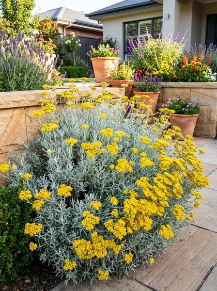 Helichrysum italicum - Curry Plant Tubestock | Seedling
