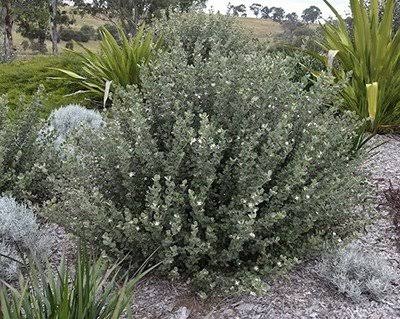 Correa alba - White Correa Tubestock | Native Seedling