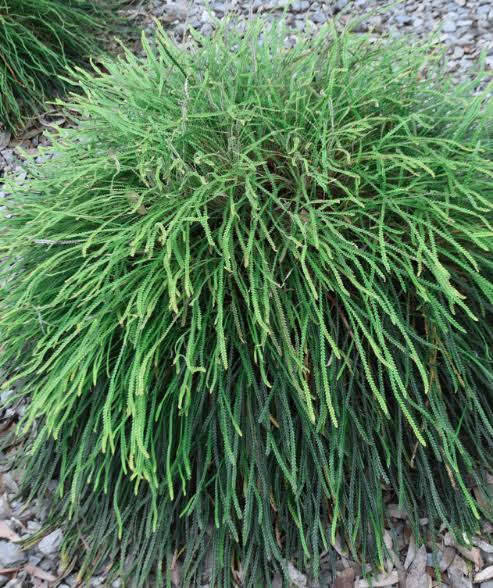 Banksia nivea - Honeypot Dryandra | Native Shrub 1.5L Pot