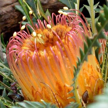 Banksia nivea - Honeypot Dryandra | Native Shrub 1.5L Pot
