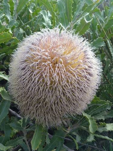 Banksia baueri - Possum Banksia | Native Tree 1.5L Pot