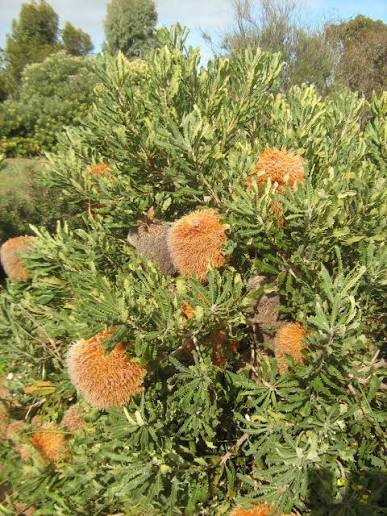 Banksia baueri - Possum Banksia | Native Tree 1.5L Pot
