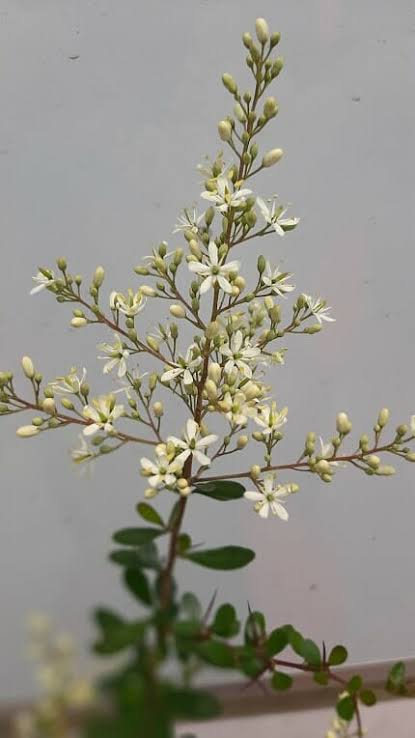 Bursaria spinosa - Sweet Bursaria Tubestock | Native Tree Seedling