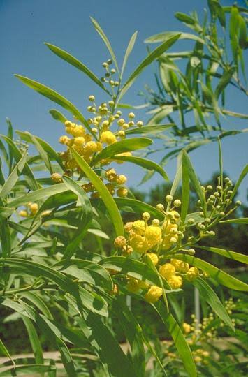 Acacia retinodes - Wirilda Tubestock | Native Tree Seedling