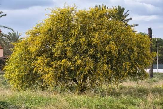 Acacia retinodes - Wirilda Tubestock | Native Tree Seedling