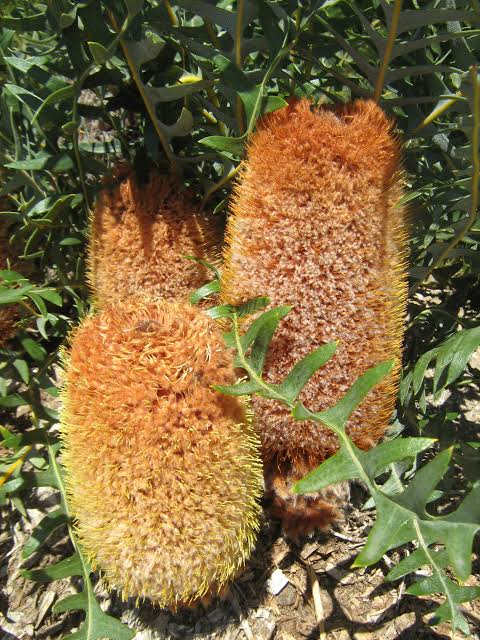 Banksia repens - Creeping Banksia Tubestock | Native Seedling