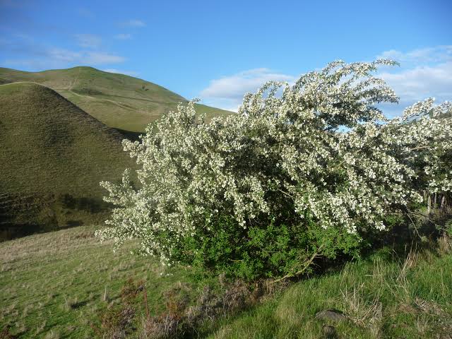Chamaecytisus proliferus - Tagasaste Tubestock | Fodder Tree Seedling