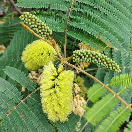 Paraserianthes lophantha - Cape Wattle Tubestock | Fodder Tree Seedling
