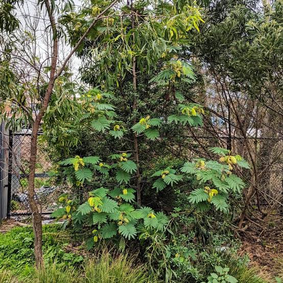 Paraserianthes lophantha - Cape Wattle Tubestock | Fodder Tree Seedling