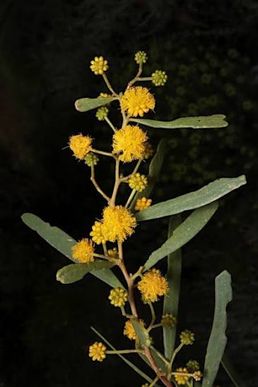 Acacia Ligulata - Sandhill Wattle Tubestock | Native Tree Seedling